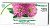 Клевер луговой ф/п №20